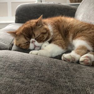 Meet your Posher, Barry